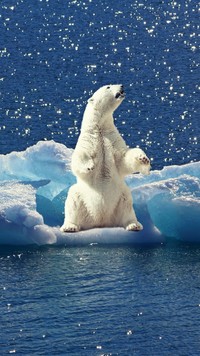 Niedźwiedź na bryle lodu