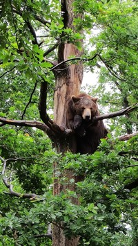 Niedźwiedź na drzewie