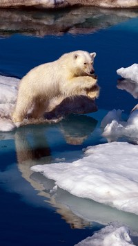 Niedźwiedź na krze w wodzie