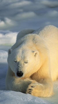 Niedźwiedź odpoczywający na śniegu