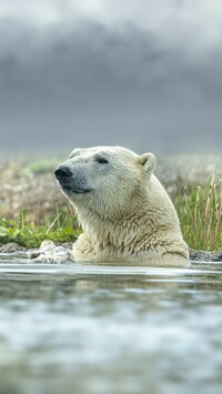 Niedźwiedź polarny w wodzie