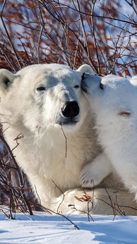 Niedźwiedzica i niedźwiadek polarny