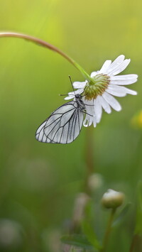 Niestrzęp głogowiec na margerytce