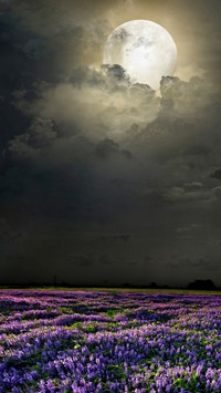 Nocny księżyc nad polami łubinu