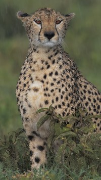 Obserwujący gepard