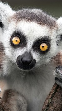 Oczy lemura