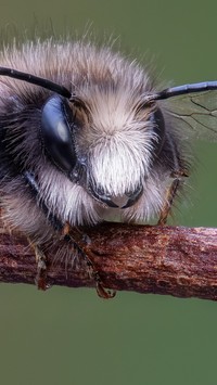 Oczy pszczoły z bliska