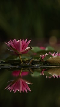 Odbicie lilii wodnych w wodzie