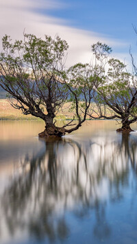 Odbicie wierzb w jeziorze Wanaka