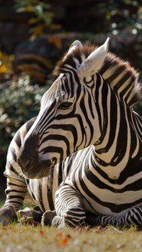 Odpoczywająca zebra