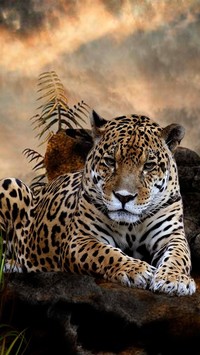 Odpoczywający jaguar