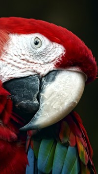 Ogromny dziób papugi