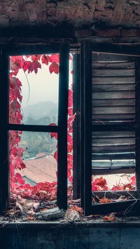 Okno z winobluszczem