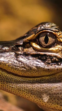 Oko aligatora