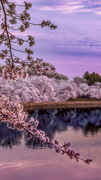 Okwiecone drzewa nad zbiornikiem Tidal Basin