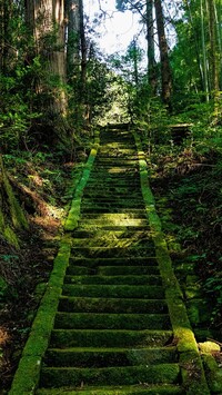 Omszałe schody w lesie