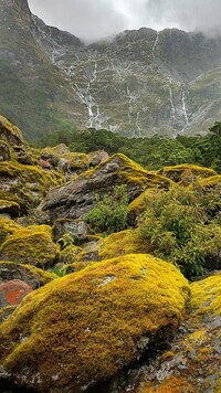 Omszałe skały na szlaku Milford Track w Nowej Zelandii