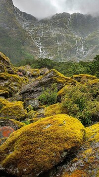 Omszałe skały na szlaku Milford Track w Nowej Zelandii