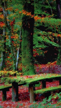 Omszały stół i ławki w jesiennym lesie