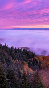Opadająca mgla nad wierzchołkami drzew