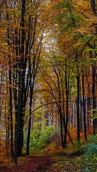 Opadłe kolorowe liście na leśnej ścieżce