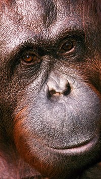 Orangutan w zbliżeniu