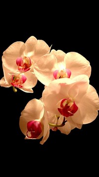 Orchidea na ciemnym tle