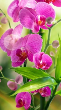 Orchidei piękny kwiat