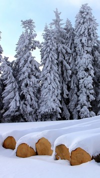 Ośnieżone drzewa