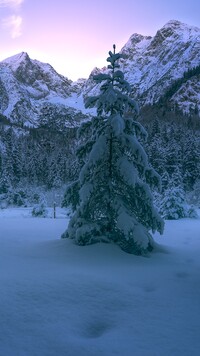 Ośnieżone drzewa na tle Alp
