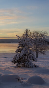 Ośnieżone drzewa nad jeziorem Glafsfjorden