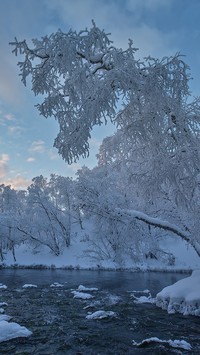 Ośnieżone drzewa nad rzeką w Laponii