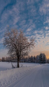 Ośnieżone drzewa przy zaśnieżonej drodze