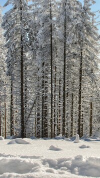 Ośnieżone drzewa w głębokim śniegu