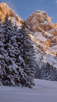 Ośnieżone drzewa w szwajcarskich górach