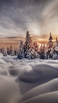 Ośnieżone drzewa w zaspach o poranku