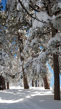 Ośnieżone drzewa zimą
