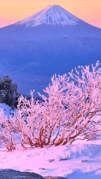Ośnieżone krzewy na tle góry Fuji