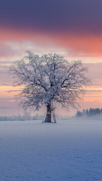 Ośnieżone samotne drzewo na zaśnieżonym polu