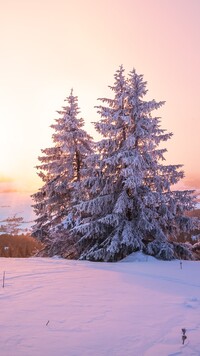 Ośnieżone świerki