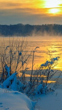 Ośnieżone trawy nad brzegiem jeziora