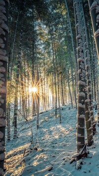 Ośnieżony las bambusowy w promieniach słońca