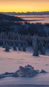 Ośnieżony las i Tatry w oddali w porannej mgle