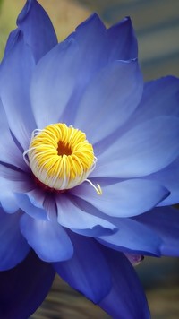 Ostatnia niebieska lilia