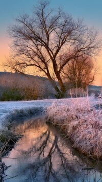 Oszronione trawy i drzewa nad rzeką