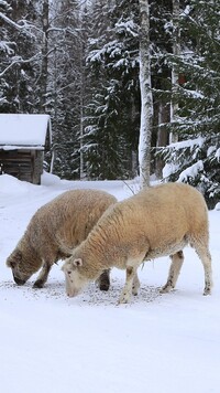 Owce na tle ośnieżonego lasu