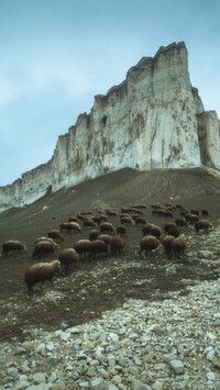 Owce u podnóża góry Ak-Kaja