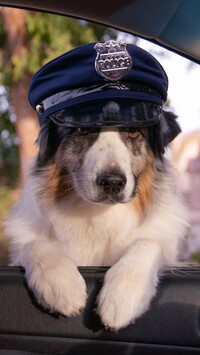 Owczarek australijski w policyjnej czapce