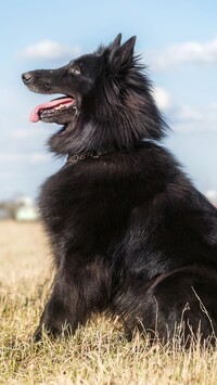 Owczarek belgijski groenendael