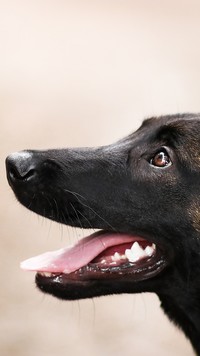 Owczarek belgijski malinois